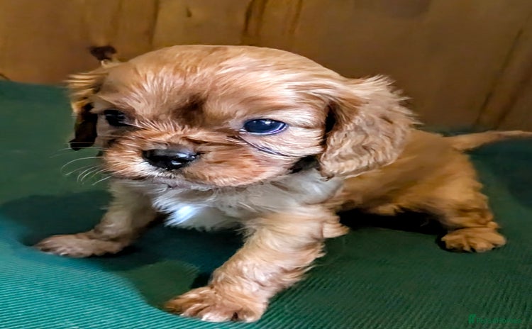 Cavalier King Charles Spaniel dogs - Advert 3