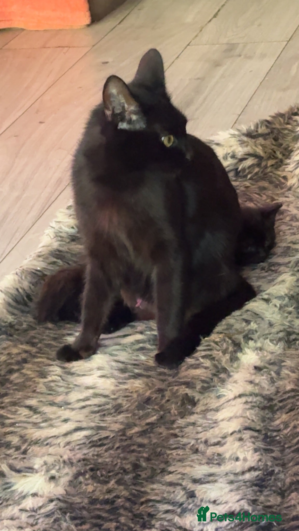 Mixed Breed cats Kittens available to leave now - Advert 1