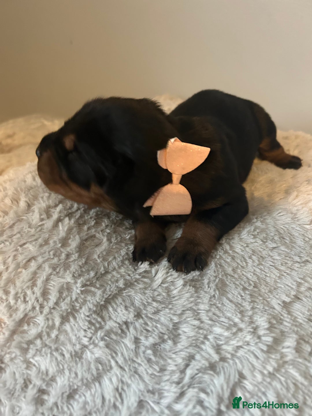 Rottweiler dogs for sale: Ready in 2 weeks bunch of 12 rotwellier puppies  - Advert 3