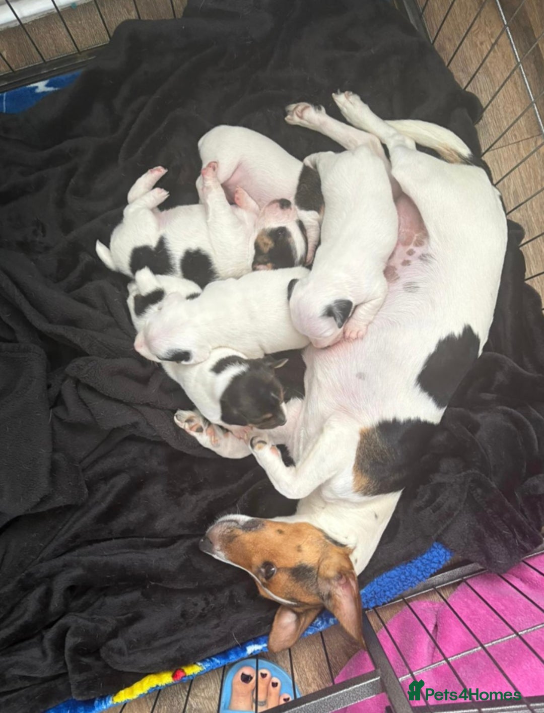 Jack Russell dogs for sale: jack Russell puppies for sell  - Image 22