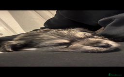 Chiweenie dogs for sale: 6 Beautiful Chiweenie Puppies *Reduced* - Advert 28