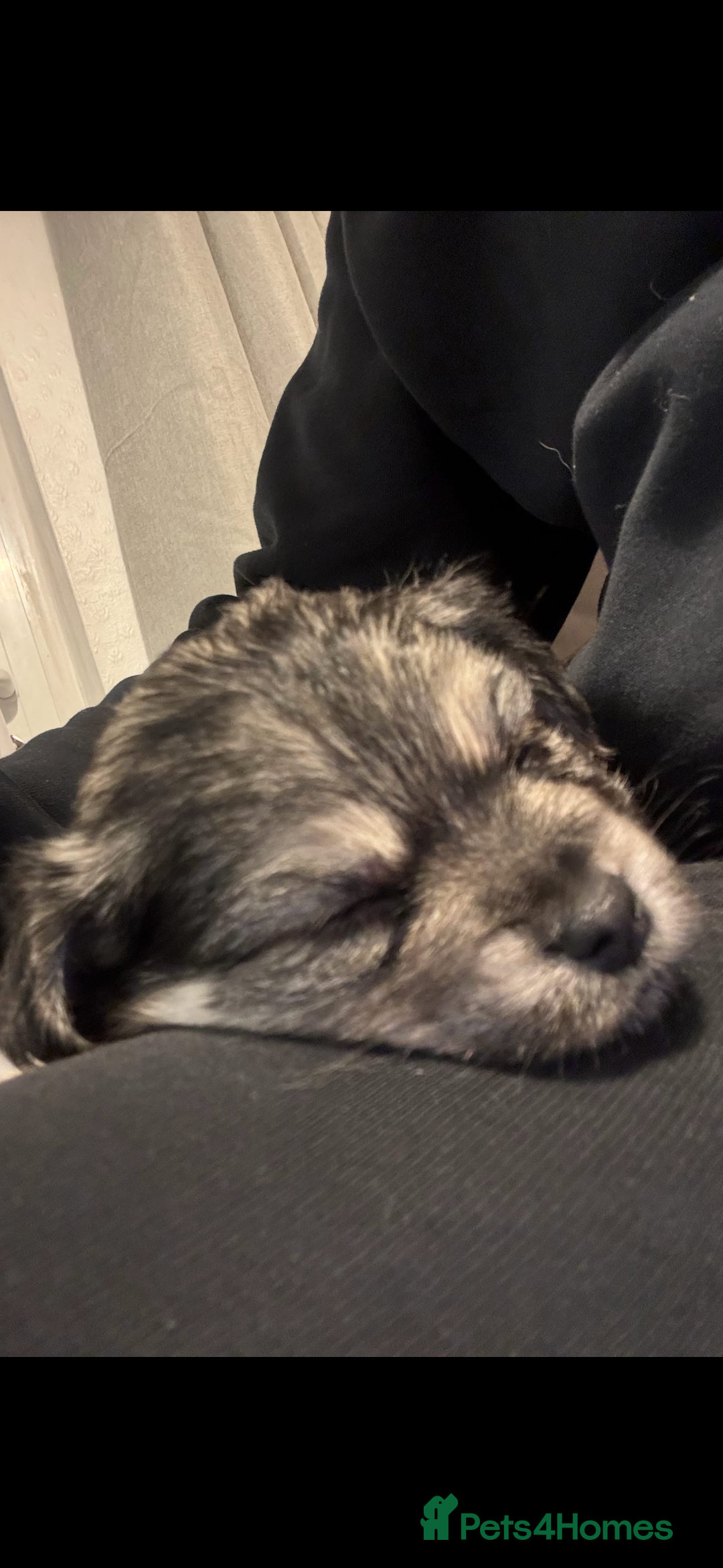 Chiweenie dogs for sale: 6 Beautiful Chiweenie Puppies *Reduced* - Advert 28