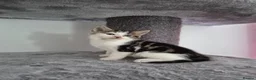 Mixed Breed cats for sale: Kittens  - Advert 8