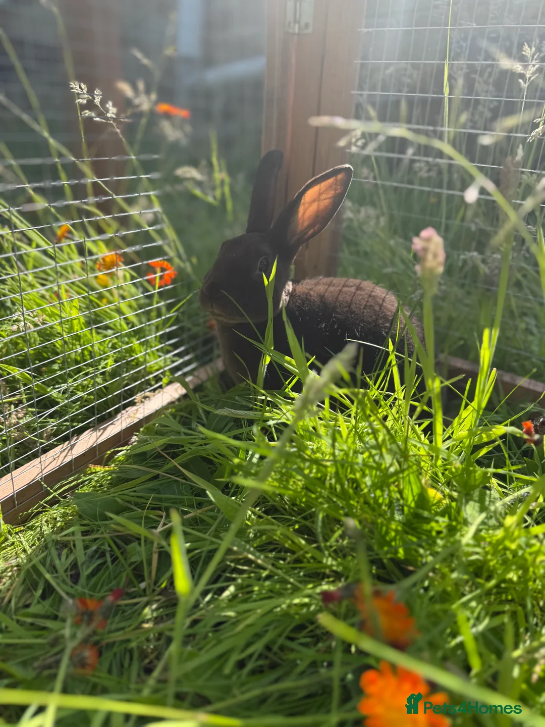 Rex rabbits for sale: Purebred Adult and Junior Mini Rex Available - Advert 6