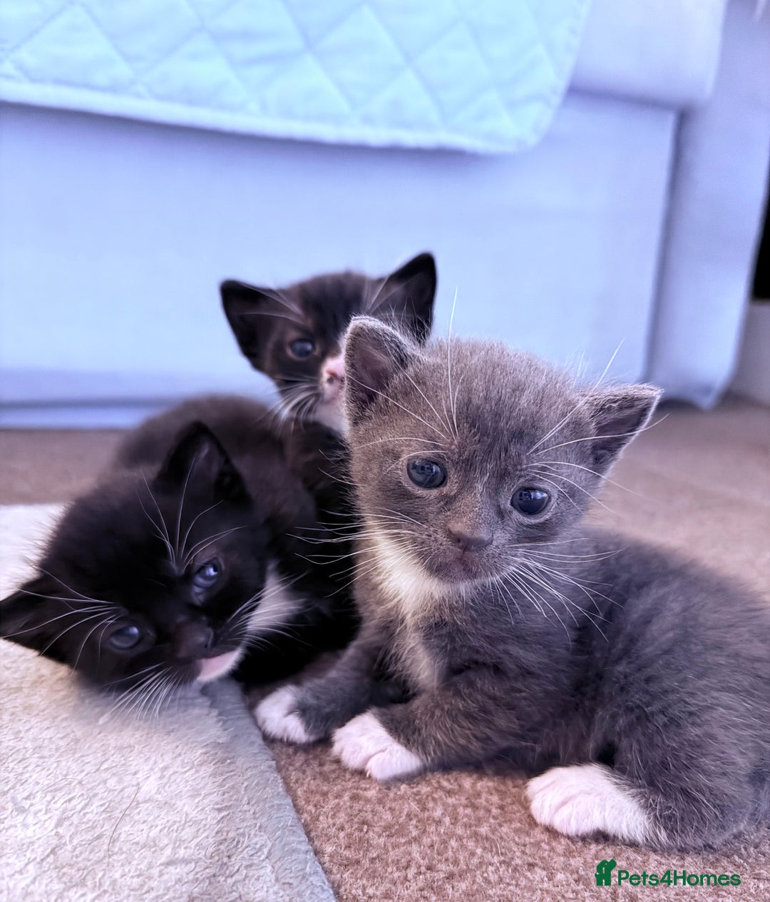 Mixed Breed cats for sale: Unique Bombay x Turkish Angora Tuxedo Kittens - Advert 2