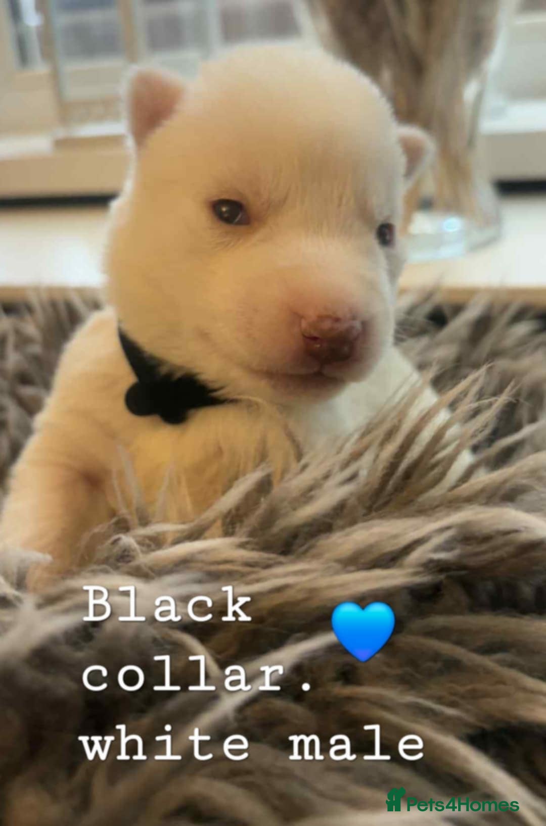 Siberian Husky dogs for sale: Siberian Husky puppies  - Image 4
