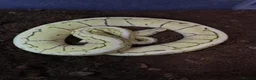 Python Snake reptiles for sale: Royal pythons - Advert 11