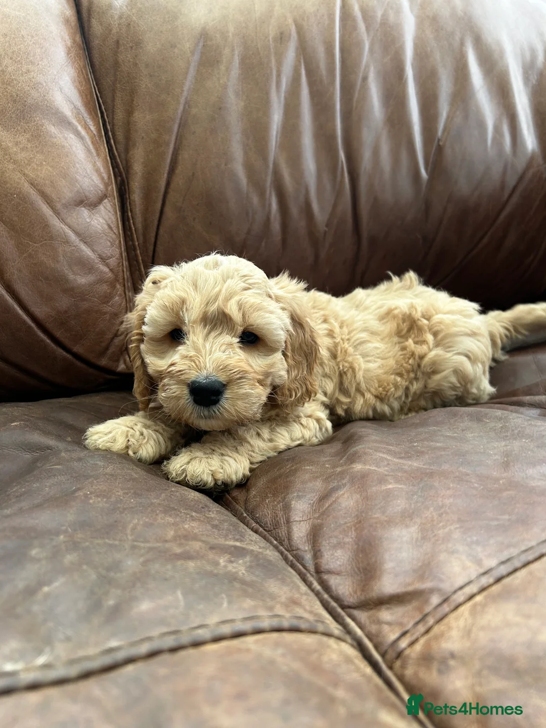 Cockapoo dogs for sale: READY TO GO 3 Golden Cockapoos  - Advert 12