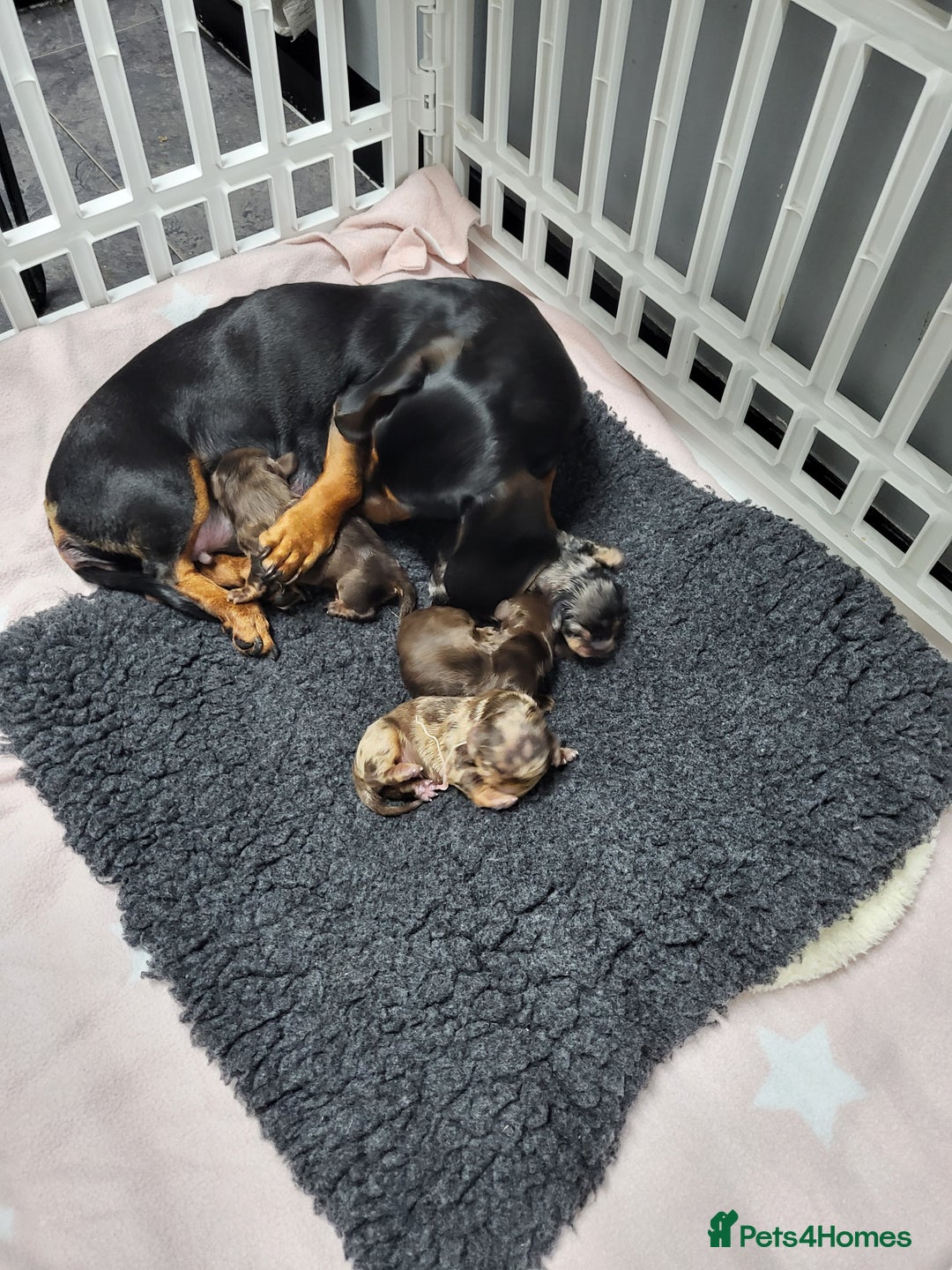 Dachshund dogs for sale: Litter of four beautiful dachshunds - Advert 1
