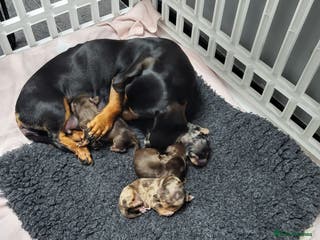 Dachshund dogs Litter of four beautiful dachshunds - Advert 6
