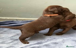Labrador Retriever dogs for sale: KC SILVER/CHOCOLATE PEDIGREE LABRADOR PUPIES - Image 19