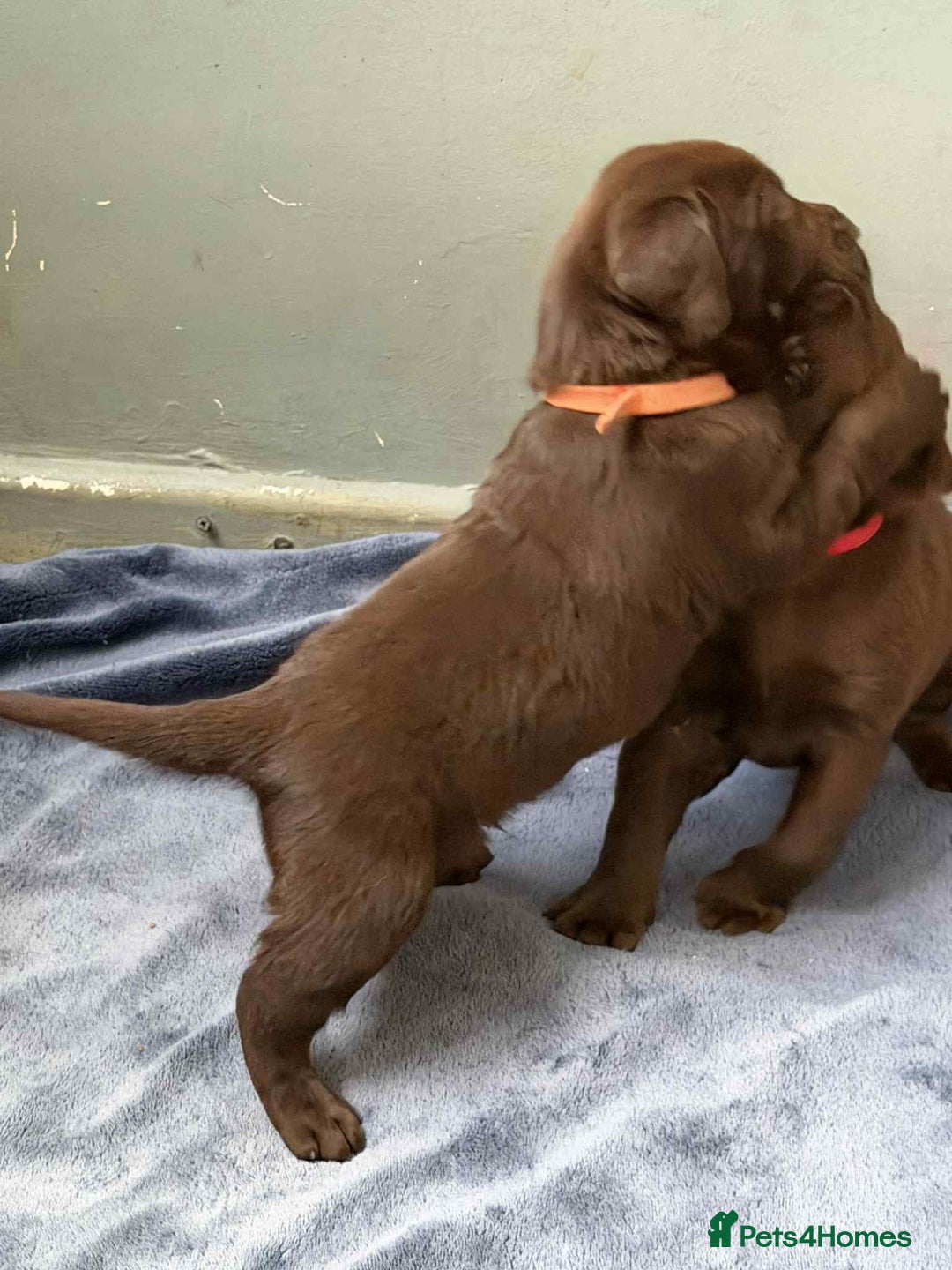 Labrador Retriever dogs for sale: KC SILVER/CHOCOLATE PEDIGREE LABRADOR PUPIES - Image 19