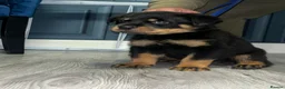 Rottweiler dogs for sale: German x Hungarian Rottweiler puppies - Advert 8