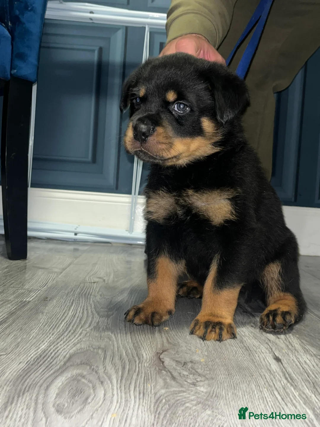 Rottweiler dogs for sale: German x Hungarian Rottweiler puppies - Advert 8