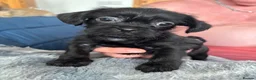 Mixed Breed dogs for sale: Imperial Shitzu cross Russian toy terrier tiny gir - Advert 28