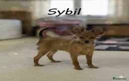 Russian Toy Terrier dogs for sale: Russian Toy puppies from show lines  - Image 7