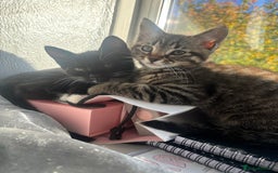 Mixed Breed cats for sale: Two 9 week old kittens🐈‍⬛🐈 - Image 1