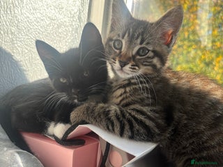 Mixed Breed cats - Advert 28