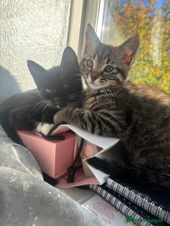 Mixed Breed cats - Advert 1