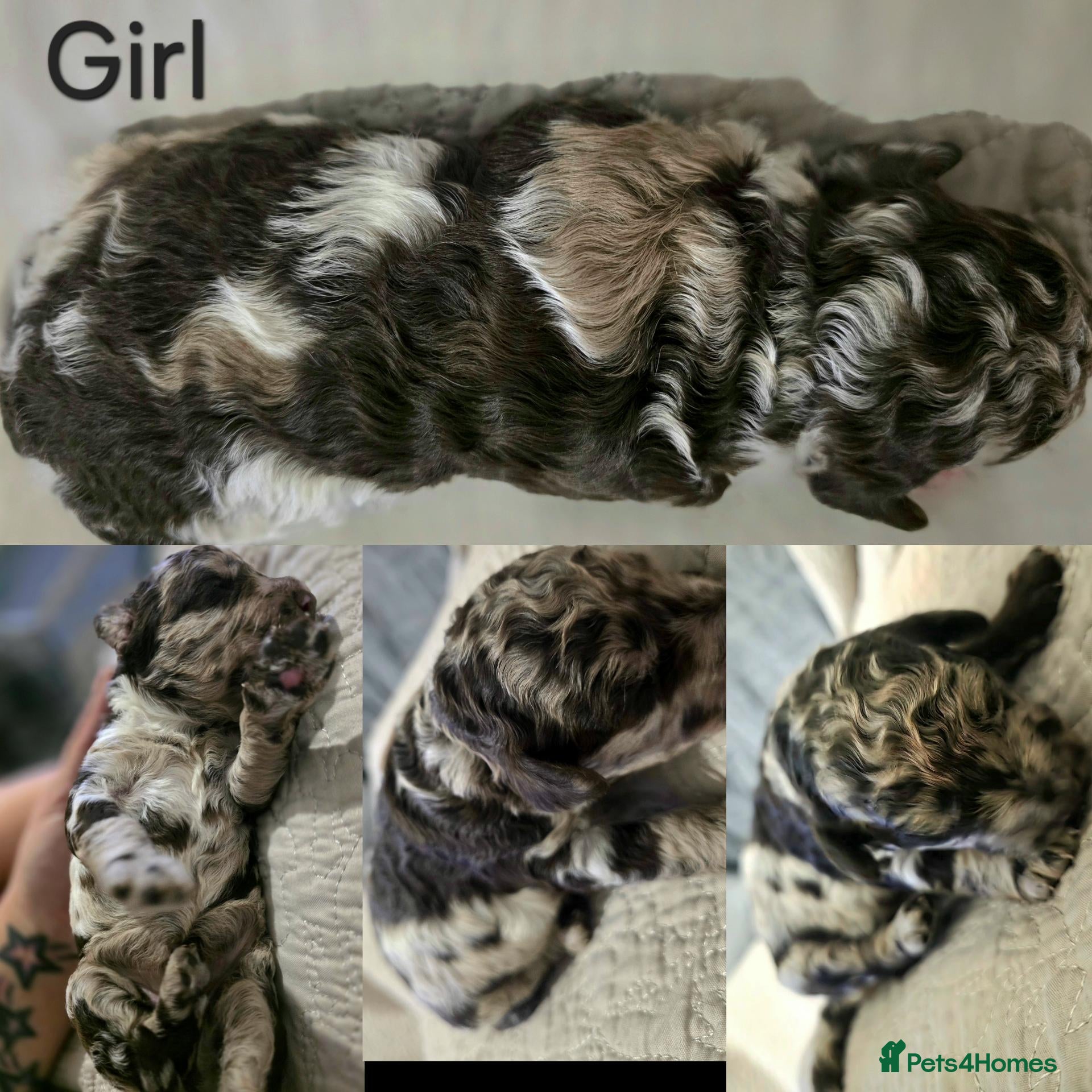 Labradoodle dogs for sale: Super curly labradoodle - Advert 2