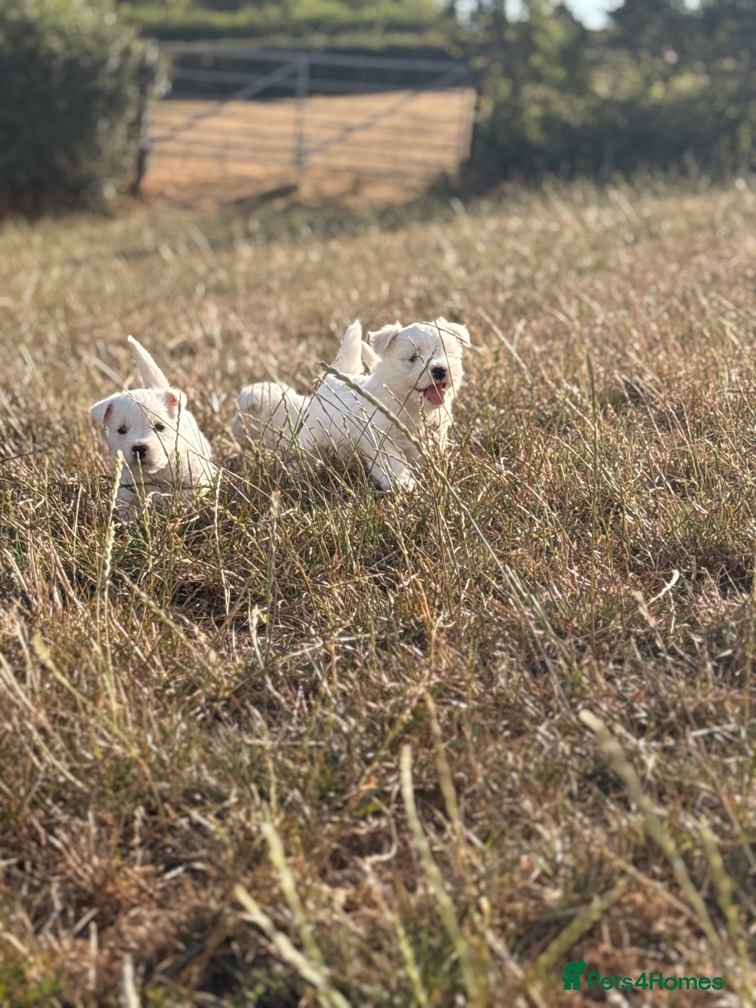 West Highland Terrier dogs Pedigree KC registered WESTIE puppies - Advert 5