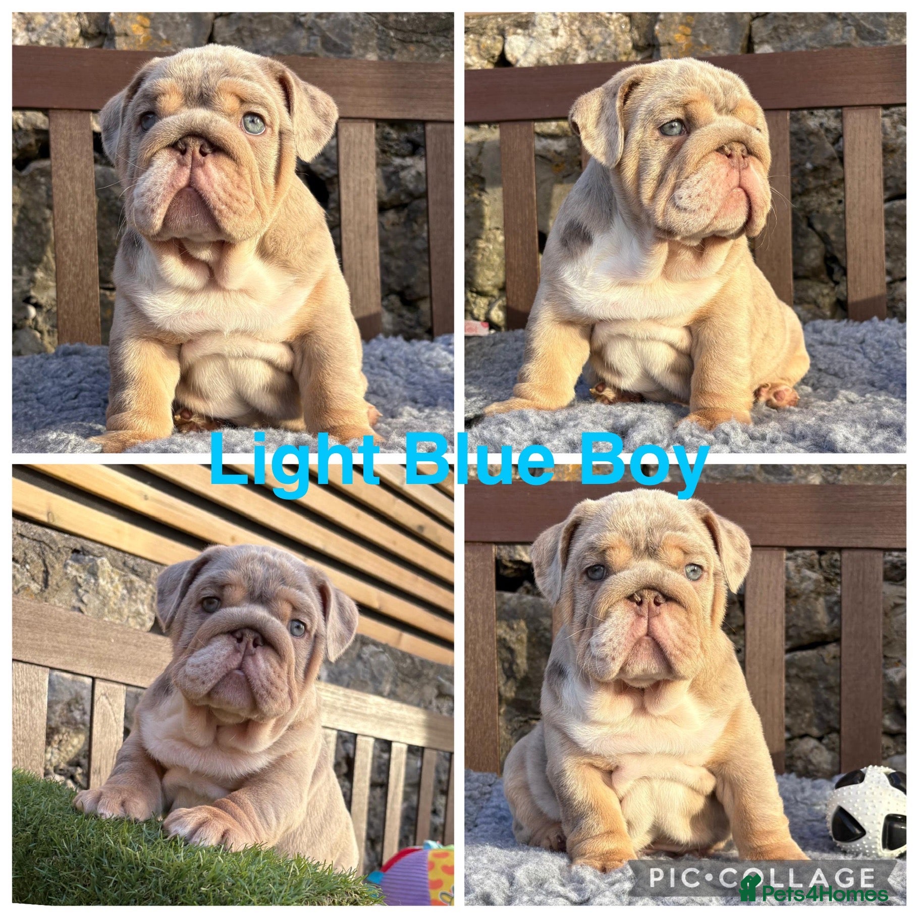 English Bulldog dogs Last boy 💙 English bulldog puppies - Advert 6