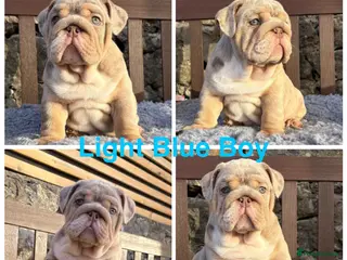 English Bulldog dogs Last boy 💙 English bulldog puppies - Advert 6