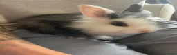 Lionhead rabbits for sale: Double maned lionheads babies  - Advert 2