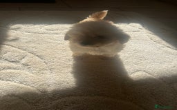 Pomapoo dogs for sale: Beautiful, Pomapoo puppies - Image 15