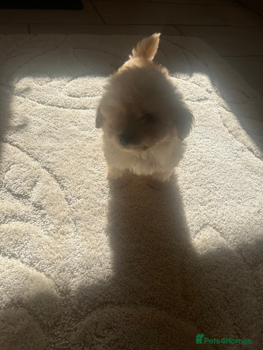 Pomapoo dogs for sale: Beautiful, Pomapoo puppies - Image 15