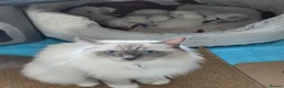 Ragdoll cats for sale: Sweet Fluffy Ragdoll Kittens Looking for Homes!  - Advert 10