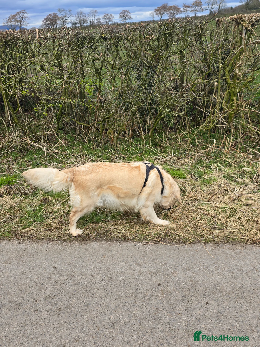 Golden Retriever dogs for sale: Amber is pregnant! - Advert 5