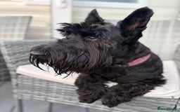 Scottish Terrier dogs for stud: Male Scottish Terrier for Stud - Image 2