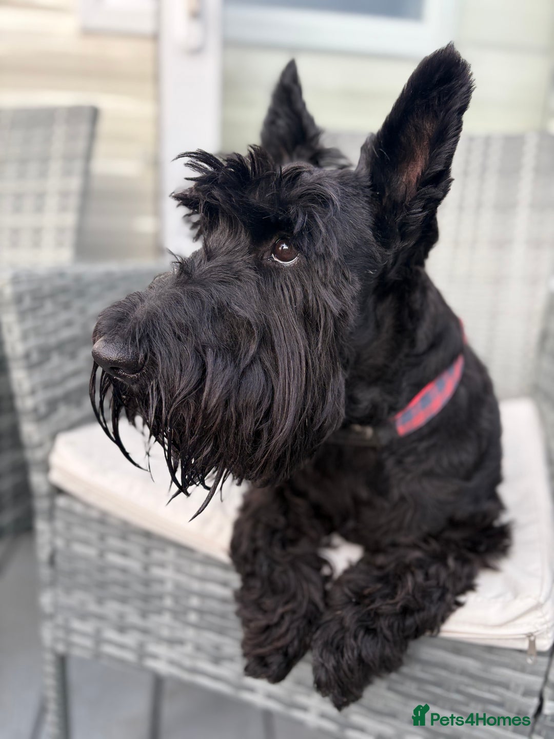 Scottish Terrier dogs for stud: Male Scottish Terrier for Stud - Image 2