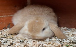 Mini Lop rabbits for sale: Gorgeous mini lops ready now! - Advert 4