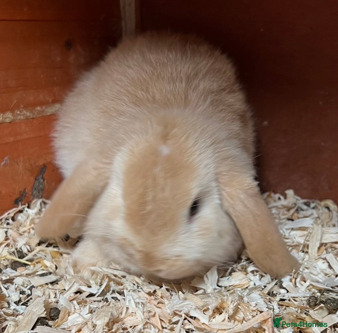 Mini Lop rabbits for sale: Gorgeous mini lops ready now! - Advert 4
