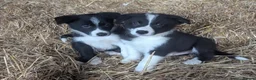 Border Collie dogs for sale: Stunning RED puppies. Parents health tested - Advert 11