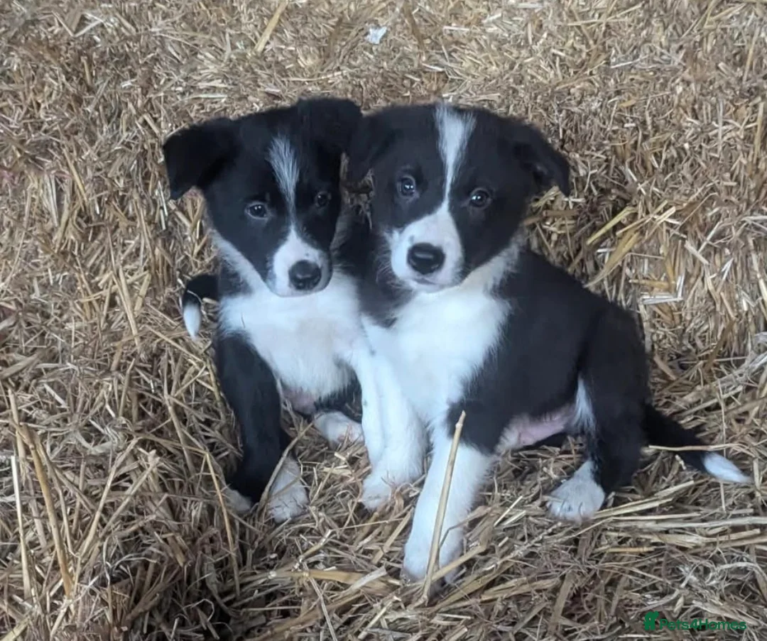 Border Collie dogs for sale: Stunning RED puppies. Parents health tested - Advert 11