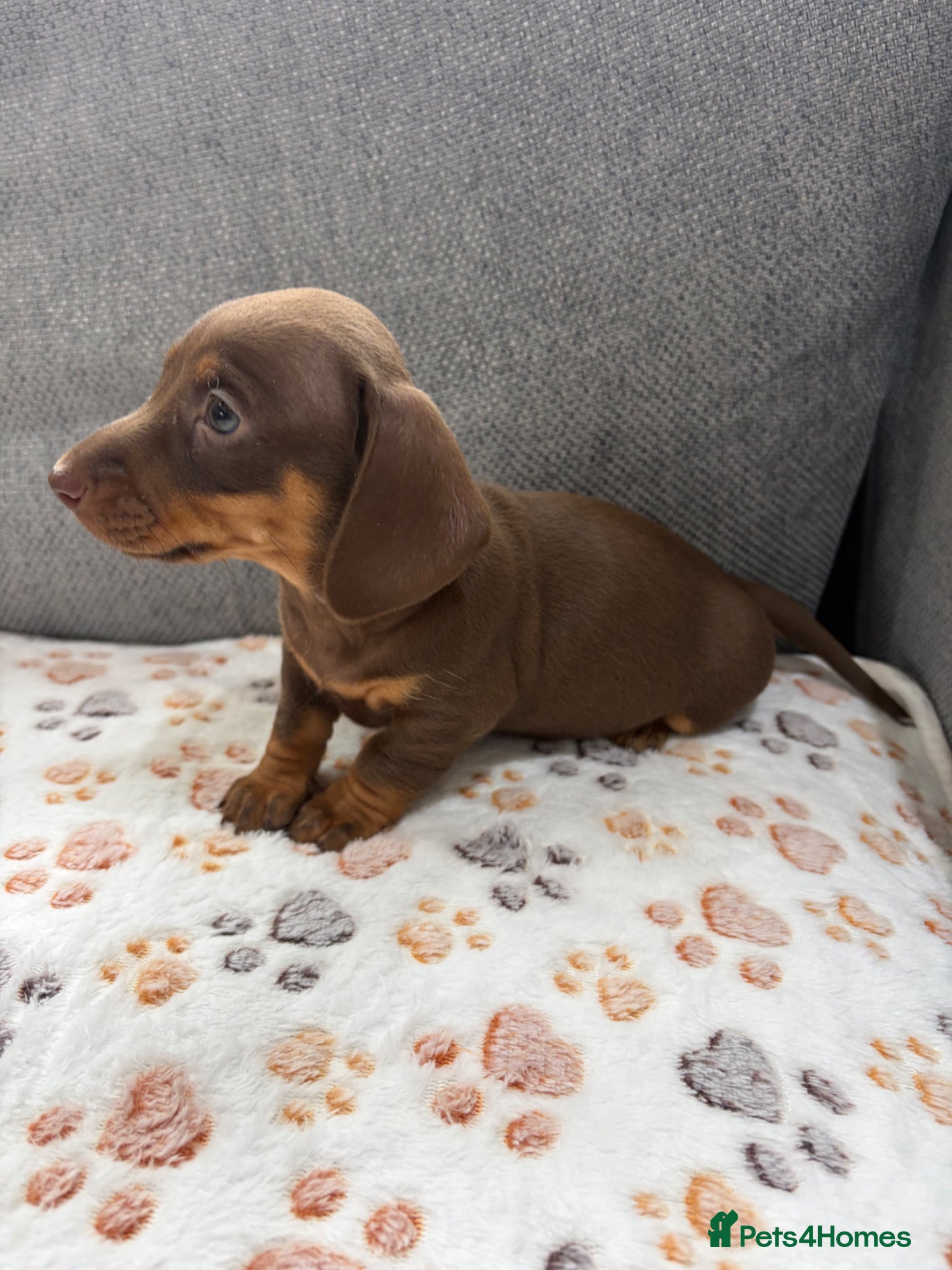 Miniature Dachshund dogs ⭐️Beautiful Miniature Dachshunds🐾🐾 - Advert 18