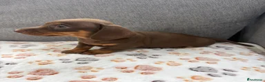 Miniature Dachshund Puppy 2