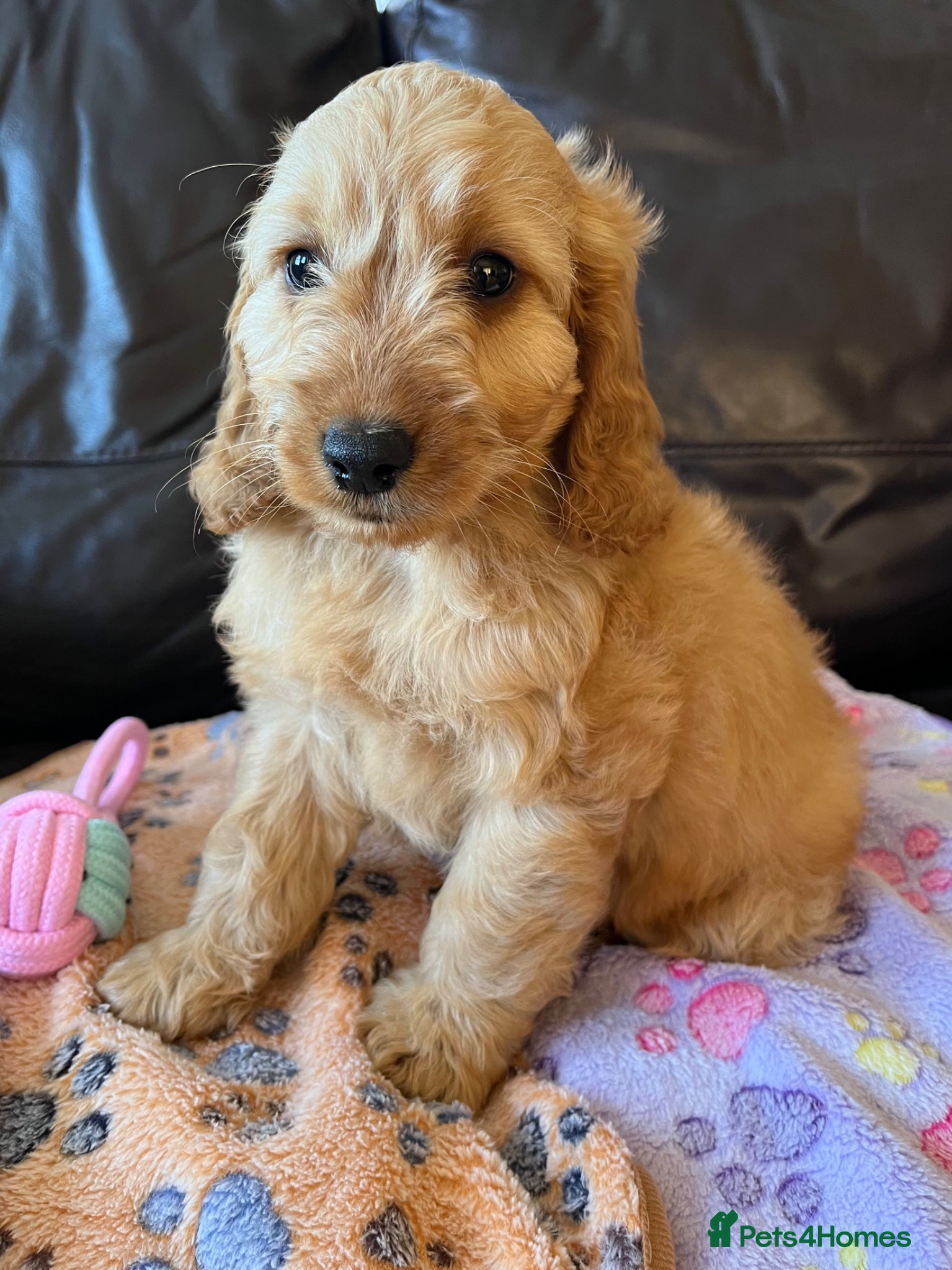 Cockapoo dogs Cockapoo’s Ready Now  💙💙 - Advert 12