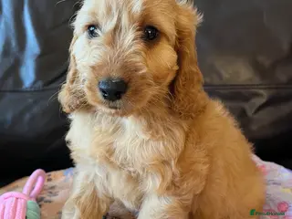 Cockapoo dogs Cockapoo’s Ready Now 💙💙 - Advert 12