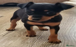 Miniature Pinscher dogs for sale: Miniture Pinscher/Prague Ratter  - Image 2