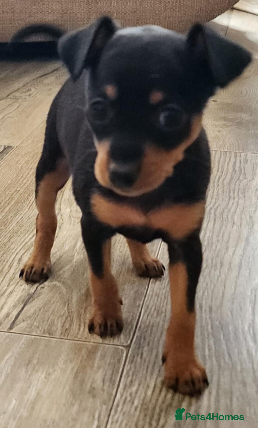Miniature Pinscher dogs for sale: Miniture Pinscher/Prague Ratter  - Image 2