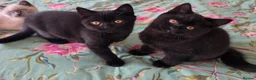 British Shorthair cats for sale: British shorthair kittens from 2 litter - Advert 17
