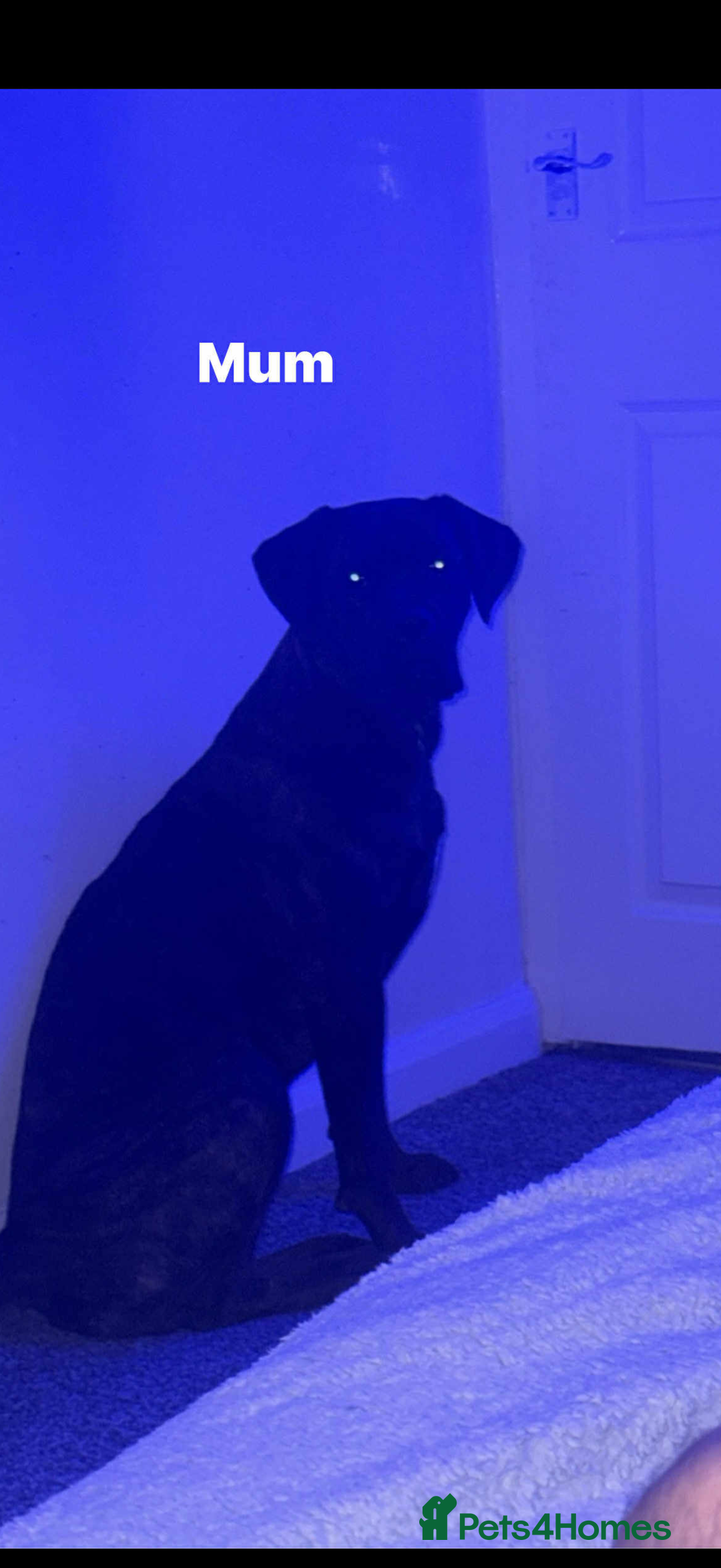 Cane Corso dogs for sale: Cane corso mix bandogge mastiff - Image 4