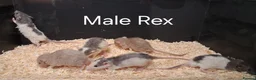 Rat rodents for sale: Baby Dumbo Rat's, various types  - Advert 23