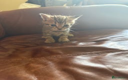 Domestic Shorthair cats for sale: 3 tabby 2 ginger - Image 10