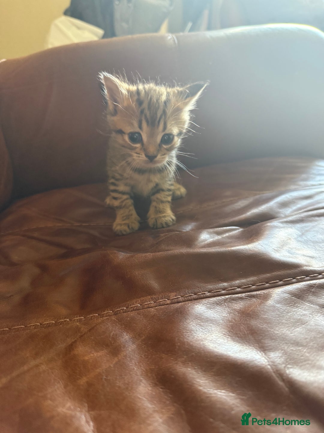 Domestic Shorthair cats for sale: 3 tabby 2 ginger - Image 10