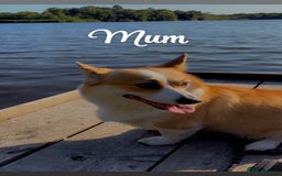 Welsh Corgi Pembroke dogs for sale: Welsh Pembroke corgis  - Image 4